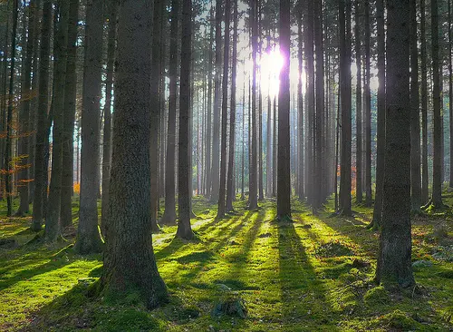 Trecento alberi abbattuti in Brasile per l'arrivo del Papa