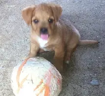 Manifestazione amatoriale canina a Scauri