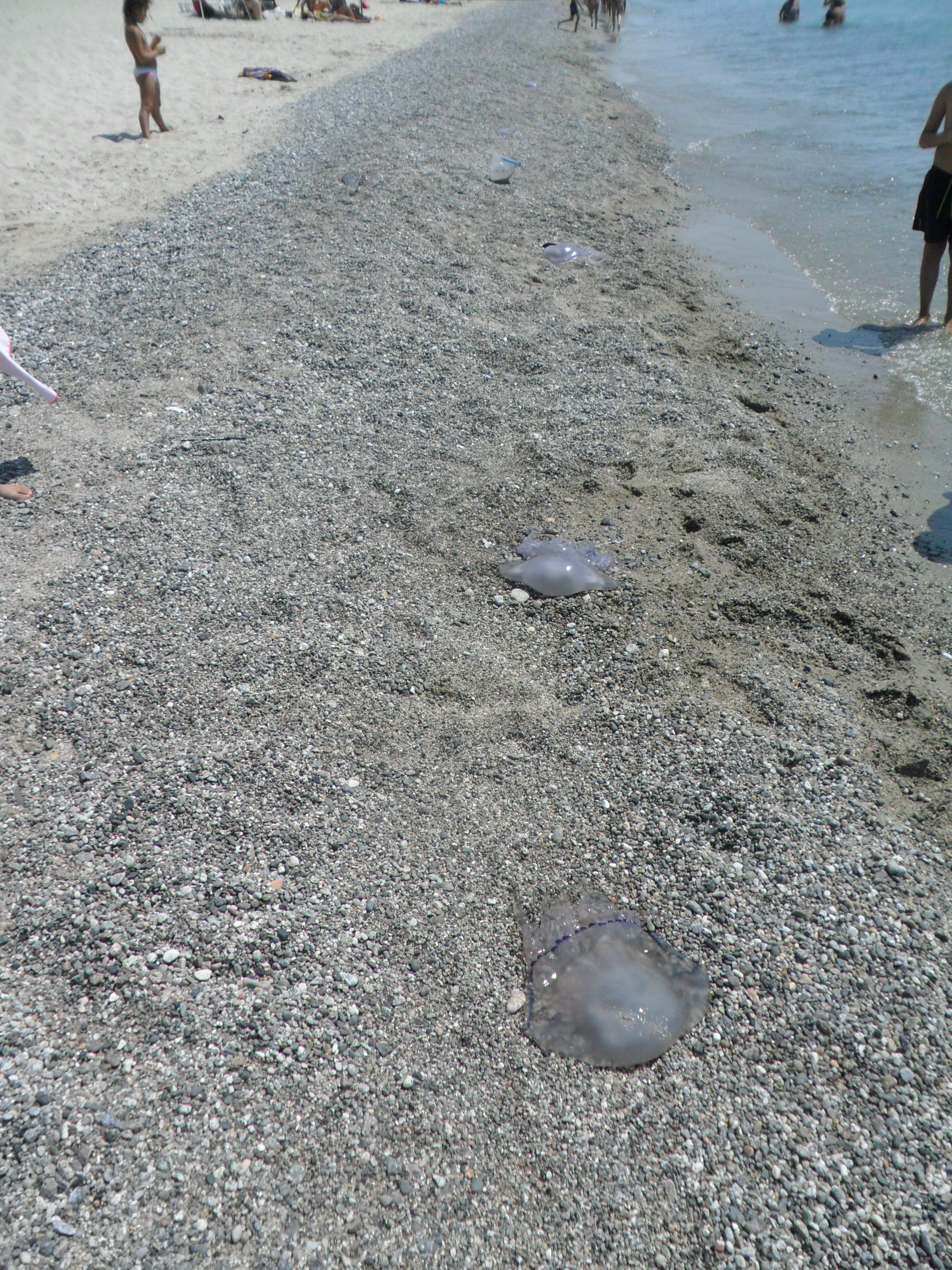 Un mare di meduse