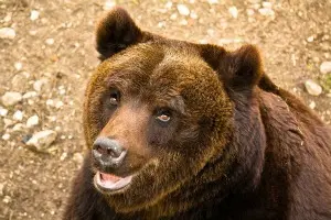 Parco nazionale d'Abruzzo, l'orso Stefano ucciso a fucilate