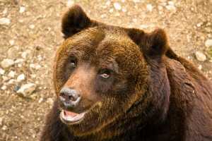 Parco nazionale d'Abruzzo, l'orso Stefano ucciso a fucilate