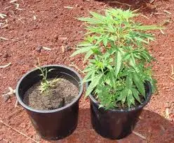 Lardaro: arrestato uomo, coltivava in casa marijuana