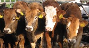 San Vito: denunciato uomo per macellazione clandestina