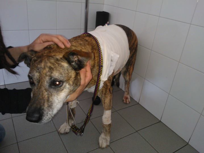 Torino, poliziotto spara a meticcio nell'area cani del Valentino: racconto del padrone ad Infooggi