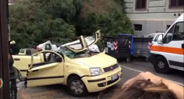 Tragedia dell'albero caduto: nominato un perito agronomo