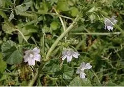 "Erbe Neglette", passeggiata naturalistica per Pratella
