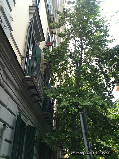 Potatura dei platani: Vomero spaccato in due