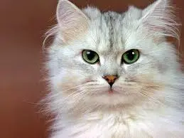 Condannata a due mesi di reclusione: investì felino