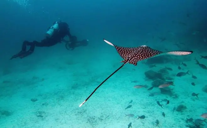 Google Maps: le isole Galapagos catturate da Street View