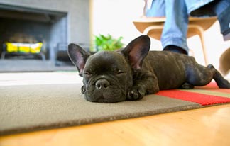 Cadavere ritrovata sulle scale a Milano: è suicidio. Nel biglietto d'addio:"Accudite il mio cane"