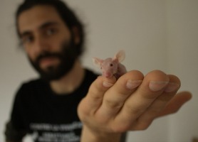 Blitz animalisti, denunciati dal rettore e dalla Cnr