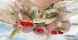"Fish pedicure e manicure" allerta dalla Francia. In Italia ancora silenzio