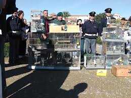 Napoli: blitz dei carabinieri in difesa di volatili di specie protetta