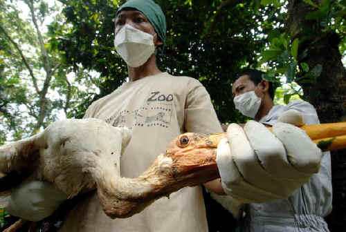 Cina, sono saliti a 20 i morti per l'aviaria