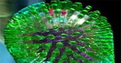 Aviaria: allerta in Europa