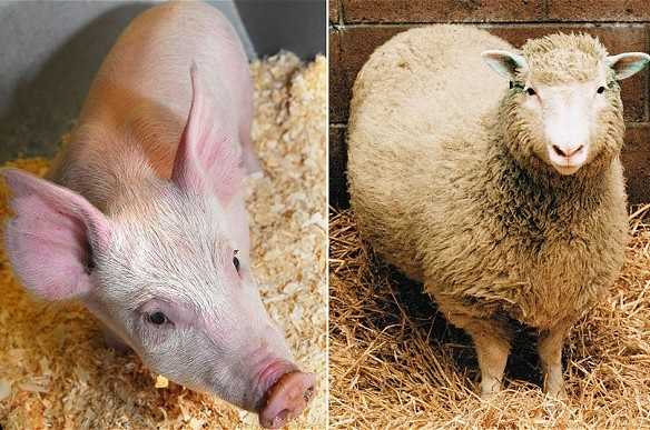 Ecco arrivare Pig26: il maiale immune alle malattie