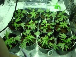 Ventiduenne filma la sua coltivazione di marijuana: arrestato