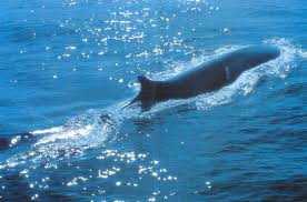 Australia contro lo sterminio delle balene