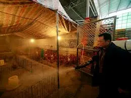 Asia, torna l'incubo aviaria: un morto in Vietnam, 28 contagi e 7 vittime in Cina
