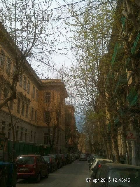 Inizia domani la potatura dei platani al Vomero