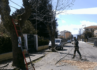 Potatura alberi a Pianette: assessori in prima linea