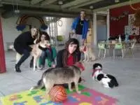 Cosenza: alla Città dei Ragazzi si fa pet therapy per i diversamente abili