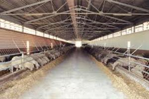 Un virus minaccia gli oltre 270 mila animali del patrimonio caprino dell'isola