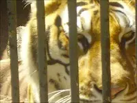 Zoo di Napoli, il diktat della Procura:"Proteggete gli animali"