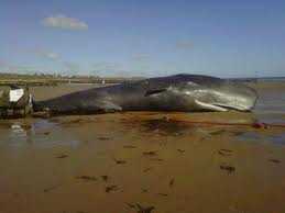 Il giallo della balena spiaggiata, Greenpeace  "morte annunciata"