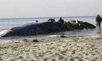 Trovata balena morta in spiaggia, gli esperti sono al lavoro per stabilire le cause della morte