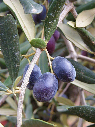 Scoppia la guerra dell'olio tra Seborga e Taggia