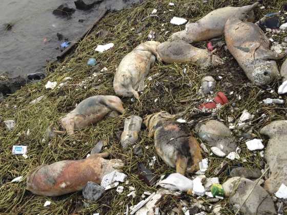 Shanghai, 7.545 maiali gettati nel fiume perché di cattivo auspicio