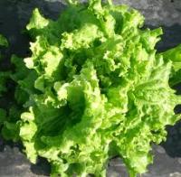 Trovato veleno per topi su insalata italiana