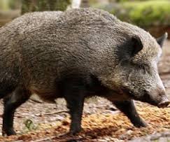 Alta Valsesia, cinghiali radioattivi: trovate tracce di cesio 137. Allertati Nas e Noe