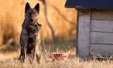 Escrementi di cani in strada, protestano i cittadini