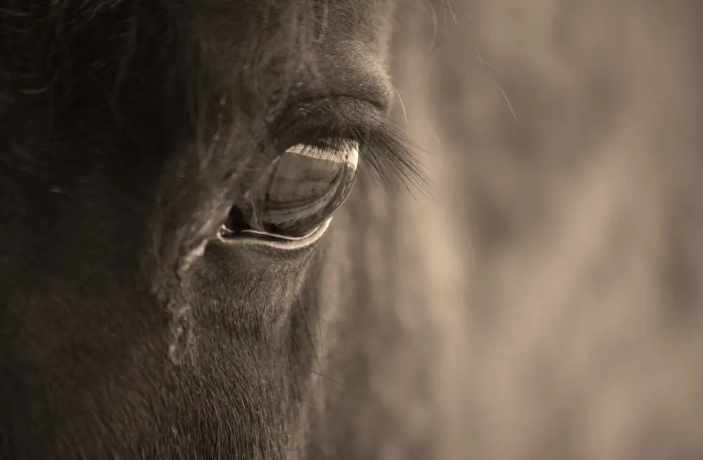 Como: trovata carne di cavallo nella pasta fresca