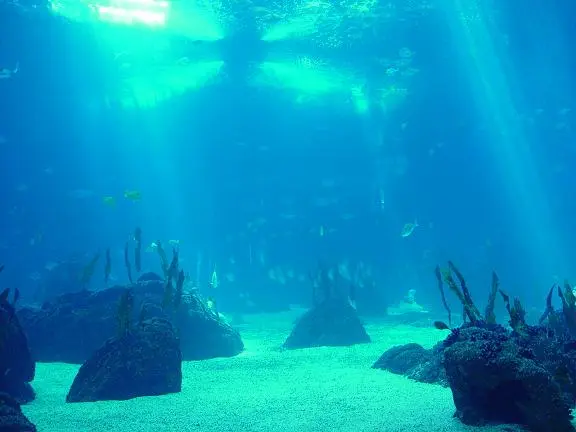 Una "terra ritrovata" nei fondali dell'Oceano Indiano
