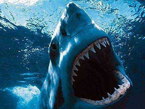 Attacco fatale di uno squalo bianco in Nuova Zelanda, morto bagnante