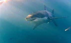 Nuova Zelanda, squalo bianco uccide un uomo