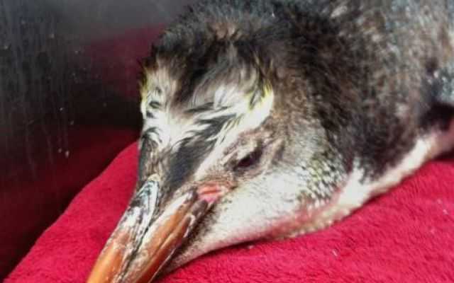 Muore "Happy Feet", il pinguino rinvenuto in Nuova Zelanda