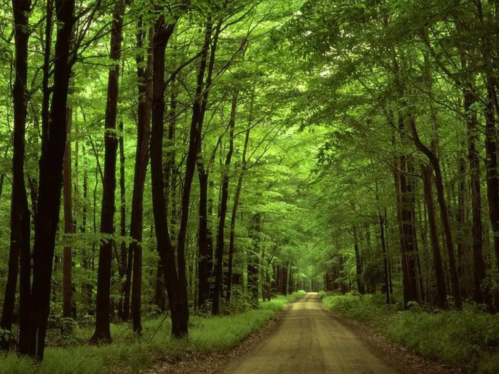 La natura in aiuto della creatività