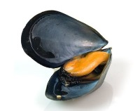 Le cozze in aiuto della medicina per le loro proprietà adesive