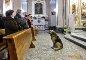 Addio a Ciccio, il cane che aspettava da mesi la padrona dopo la sua morte