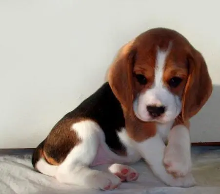I beagles tornano in "prigione"?
