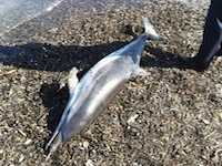 Salerno, delfino morto sulla sabbia