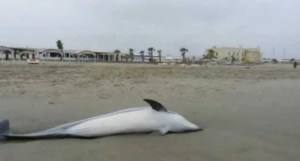 Delfino morto ritrovato sulle spiagge salernitane