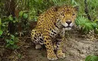 India, leopardo uccide un bambino