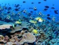 Malattie killer trasmesse da pesci tropicali