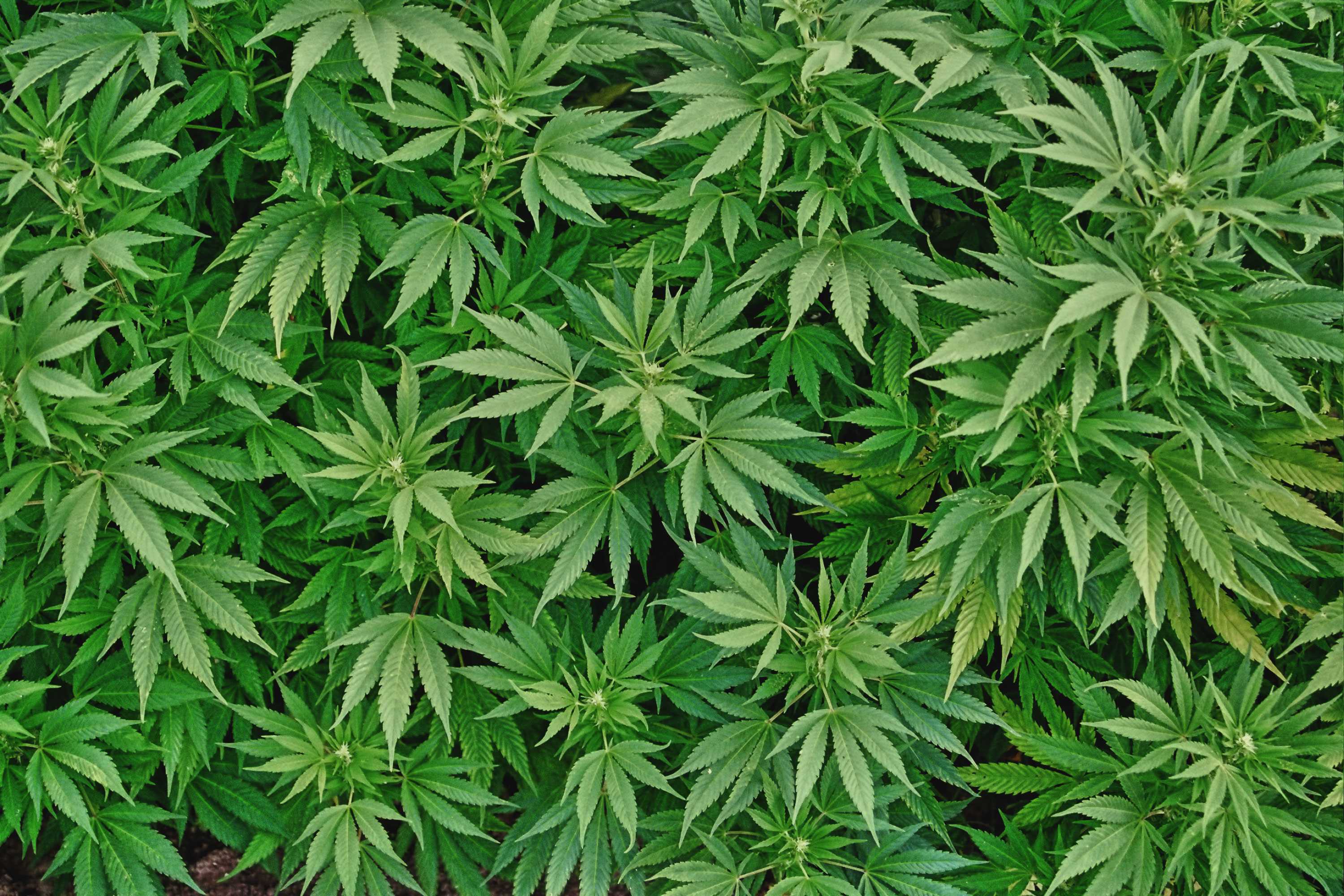 Cannabis a uso terapeutico nella Regione Marche