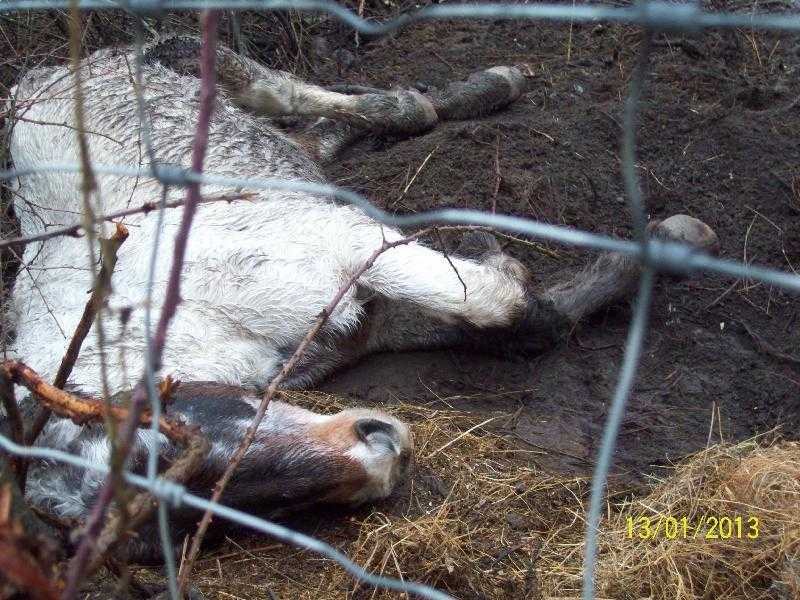 Cavallo lasciato a morire nel fango. I padroni: non potevamo mantenerlo